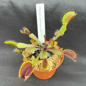 Red Dragon Venus Flytrap 'Akai Ryu' - 2.5" Potted Live Carnivorous Plant