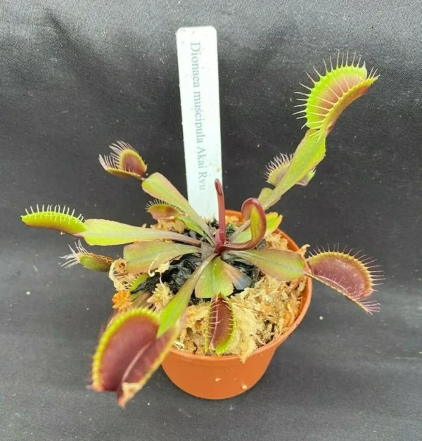 Red Dragon Venus Flytrap 'Akai Ryu' - 2.5" Potted Live Carnivorous Plant