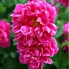 Red Peony Bulb - Double Peonies Roots - 1 Root 2-3 Eyes - Hardy Perennial