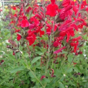 Red Salvia Greggi 1 Gallon Live Plant - Drought-Tolerant, Red Flowers, Perennial