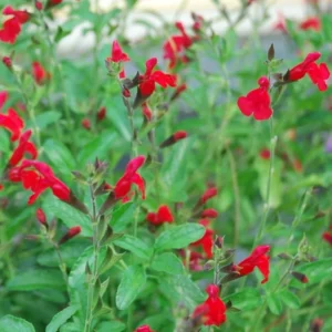 Red Salvia Greggi 1 Gallon Live Plant - Drought-Tolerant, Red Flowers, Perennial