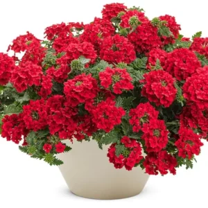 Red Verbena Plants - Set of 2 Starter Plants - 4-9