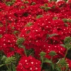 Red Verbena Plants - Set of 2 Starter Plants - 4-9" Tall - Set of 2 – 4-9″ Tall -Verbena Bonariensis Plants- Moss Verbena