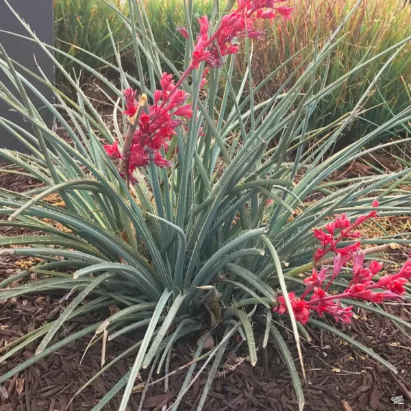 Red Yucca Plant 1 Gallon Live - Coral Flowers, Hummingbird Attracting, Drought-Resistant