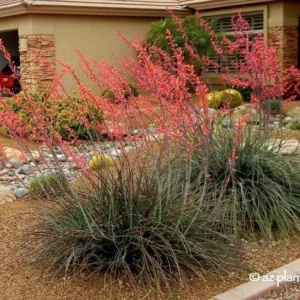 Red Yucca Plant 1 Gallon Live - Coral Flowers, Hummingbird Attracting, Drought-Resistant