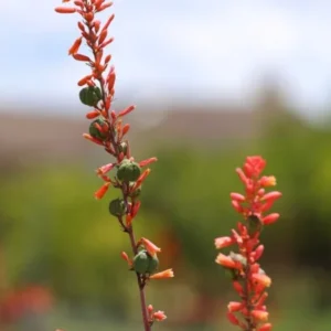 Red Yucca Plant 1 Gallon Live - Coral Flowers, Hummingbird Attracting, Drought-Resistant