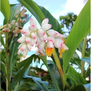 6 Shell Ginger Rhizomes - Fresh & Fragrant Ginger Lily Roots Well Rooted