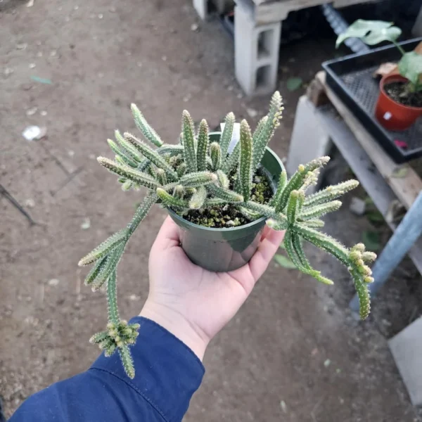 Rhipsalis Horrida Mouse Tail Cactus - 1 Unrooted Cutting - Rare Tropical Cactus