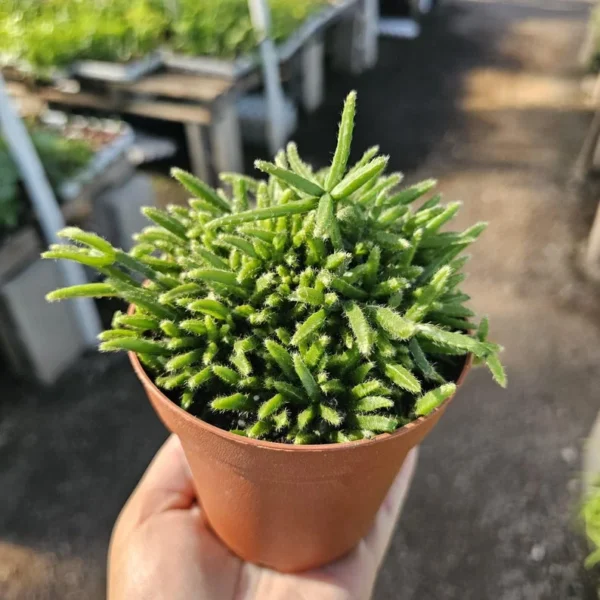 Rhipsalis Prismatica - Rare Tropical Cactus - 2in Pot - Cuttings