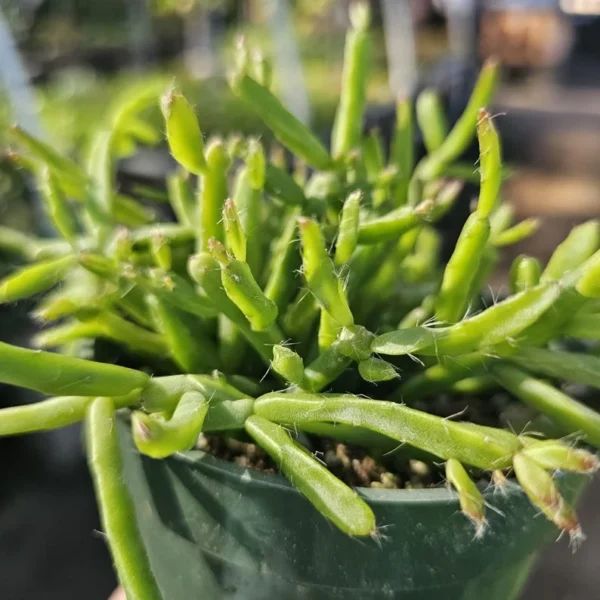 Rhipsalis Trigona - Rare Tropical Cactus - 2in Pot - Rooted and Unrooted Cuttings