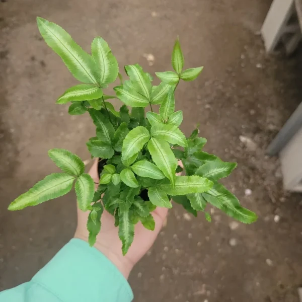 Ribbon Fern - Pteris Cretica Albolineata - 2in Pot - Variegated Houseplant