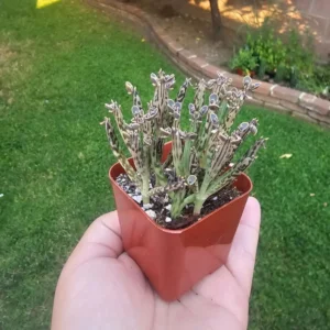 Kalanchoe tubiflora Succulent - Mother of Millions - 2in Pot - Rare Easy-Care Plant