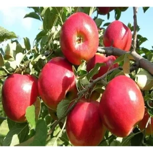 Pink Apple Tree – 2-3 Feet – Red Pink Apples – Bare Root – Hardy and Fast Growing