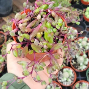 Ruby Necklace Succulent - 4in Pot - Vibrant Trailing Plant