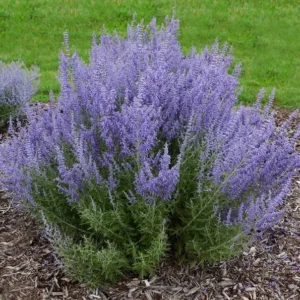 Russian Sage Plant Live 1 Gallon - Lavender-Blue Blooms, Drought-Tolerant Shrub