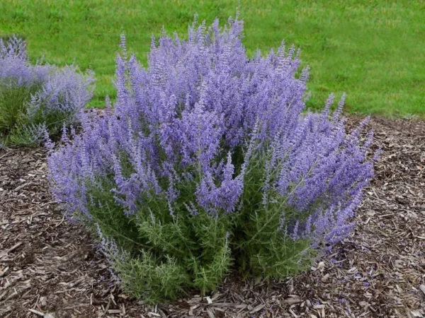 Russian Sage Plant Live 1 Gallon - Lavender-Blue Blooms, Drought-Tolerant Shrub