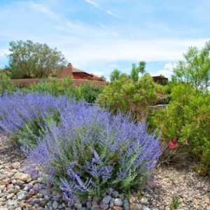 Russian Sage Plant Live 1 Gallon - Lavender-Blue Blooms, Drought-Tolerant Shrub