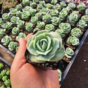 Graptoveria Lovely Rose Succulent - 2in Pot - Rare Rosette Plant