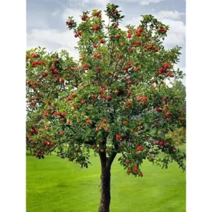 Fuji Apple Tree – 2 to 3 Feet – Red Apples – Bare Root – Hardy and Fast Growing