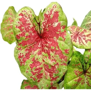 2 Raspberry Caladium Bulbs - Vibrant Shade-Loving Foliage for Gardens