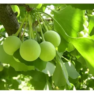 Ginkgo Biloba Tree - Hardy Maidenhair Tree - 12 to 18 Inch Bare Root