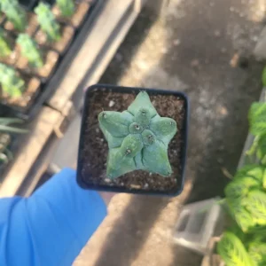 Myrtillocactus Geometrizans - Extra Large Boobie Cactus - 4in Pot - Unique Succulent