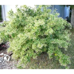 Night Blooming Jasmine Plant - 1 to 2 Feet Tall, Fragrant Jessamine Bush