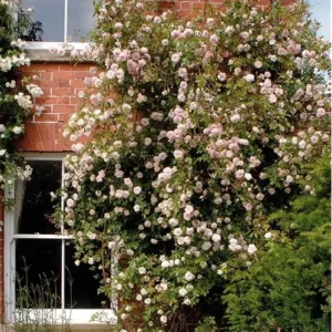 Light Pink Climbing Rose Plant - 1 to 2 Feet Tall - Perennial Shrub