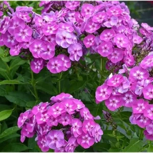 Live Garden Phlox Plant - 4 to 6 Inch Tall - Purple Flowers