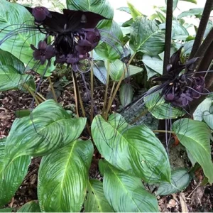 2 Live Rare Black Bat Orchid Plants - 2 Inch Exotic Tacca Plants