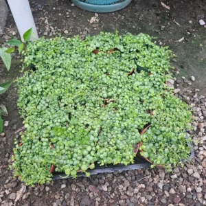 String of Turtles - Peperomia Prostrata - Live Succulent Hanging Plant - 3in Pot