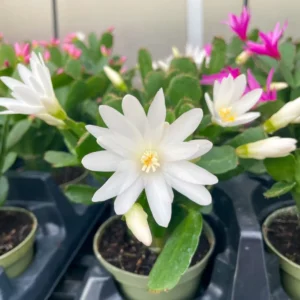 White Easter Cactus 3.5