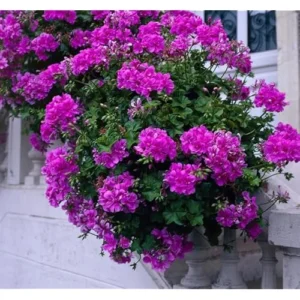 Live Geranium Plant - 4 to 6 Inch Tall - Violet Geranium Flowers - Geranium Pelargonium Plant