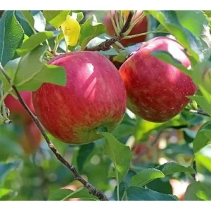 2 Fuji Apple Trees - 2 to 3 Ft Tall - Sweet Red Apples - Bare Root