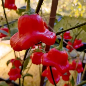 Tangy Mild Mad Hatter Pepper LIVE PLANTS - 3 Pack - 75 Days Old - 500-1000 SHU - Hat Shaped