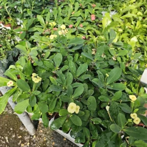 Yellow Crown of Thorns - Euphorbia Milii - 4in Pot - Drought Tolerant
