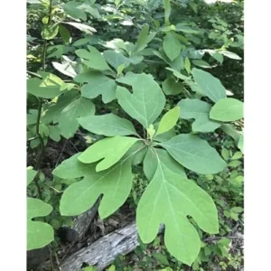 2 Sassafras Tree Seedlings - 12 to 18 Inch Bare Root - Hardy Shrub