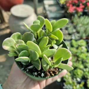 Trailing Jade Succulent - Weeping Jade - 2in Pot - Easy Care