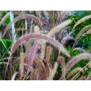 2 Live Plants Red Purple Fountain Grass Plant Purple Fountain Grasses Plants Purple Ornamental Grass Plant Perennial Grasses Plants 5 to 8 Inc Tall, Size 4 Inc Pot,Ready to Grow