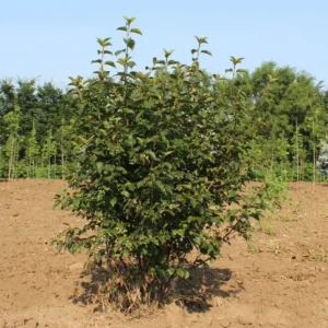 Viburnum Blackhaw 3 Bare-root Plant 12-18 Inch Tall - Native Shrub with White Flowers