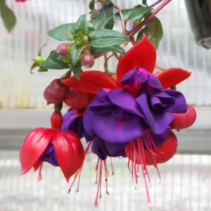 Fuchsia Dark Eyes Live Plant - - Lantern Flower Plant - Fuchsia Flower Plant 5 to 8 Inch Tall