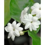 Sambac Jasmine Plant - 1 to 2 Feet Tall - White Fragrant Flowers - Gallon Pot
