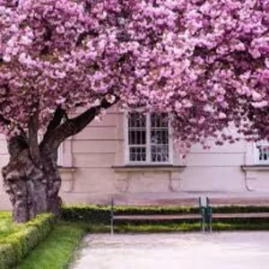 2 Pink Kwanzan Cherry Trees – Double Carnation Blooms, Spring Flowers