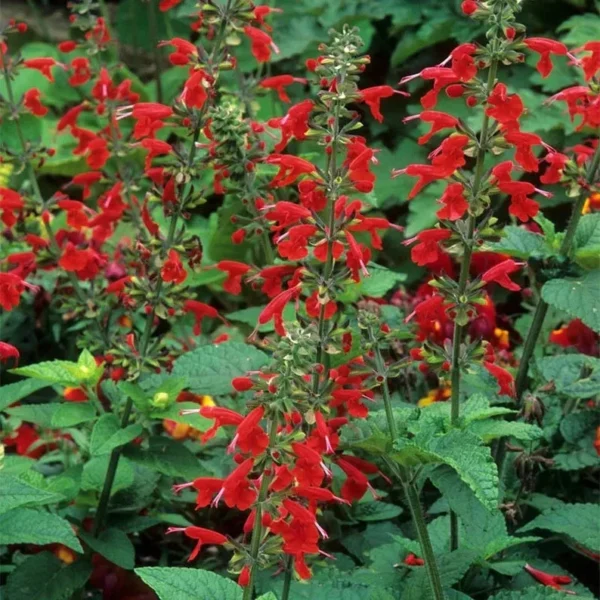 Scarlet Sage 1 Gal Live Plant – Red Sage, Hummingbird Attracting, Deer Resistant