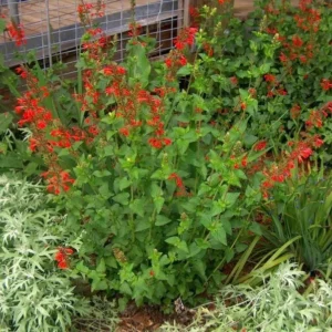Scarlet Sage 1 Gal Live Plant – Red Sage, Hummingbird Attracting, Deer Resistant