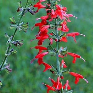 Scarlet Sage 1 Gal Live Plant – Red Sage, Hummingbird Attracting, Deer Resistant