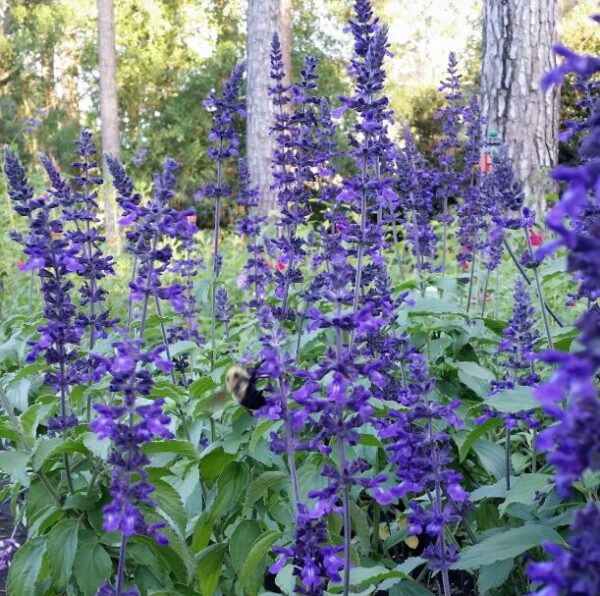 Salvia Indigo Spires Starter Plant - 3-5 Inch - Perennial Blooms