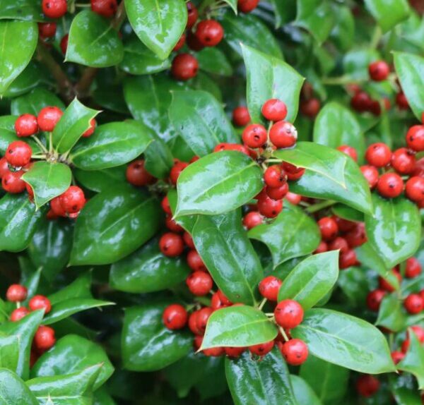 Burfordi Holly - Evergreen Shrub - Quart Pot - Hardy Outdoor Plant