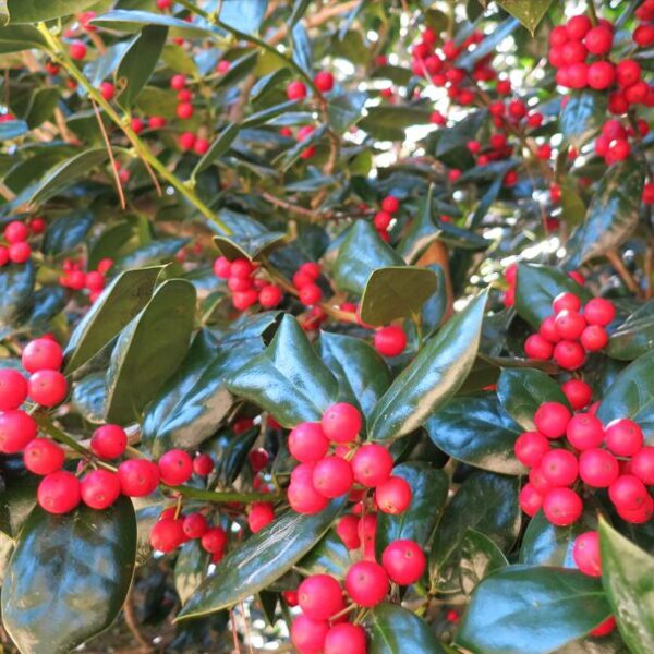 Burfordi Holly 2.5” Pot - Evergreen Shrub for Landscaping & Hedges