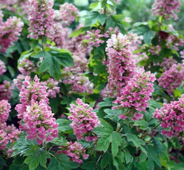 Hydrangea Quercifolia Gatsby Pink - 9-14 Inch Starter Plant - Hardy Shrub